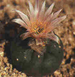 Lophophora diffusa var. Koehresii.jpg